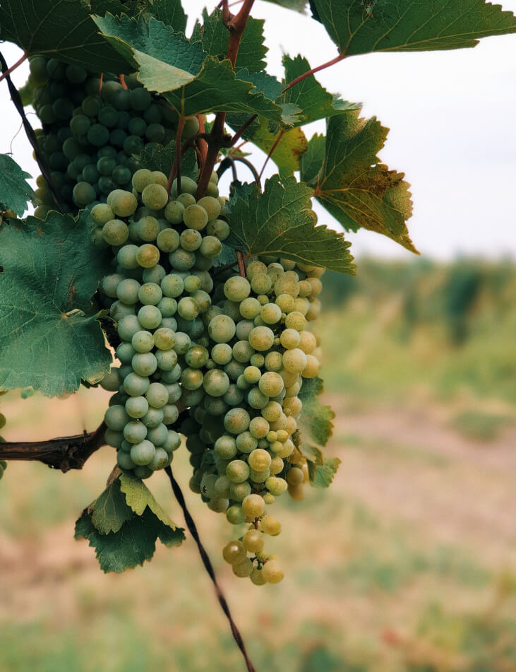 Terres et vignobles